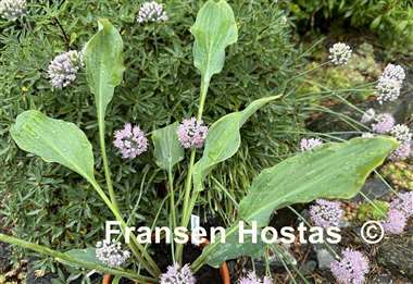 Hosta Venetian Dream